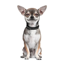 Honden