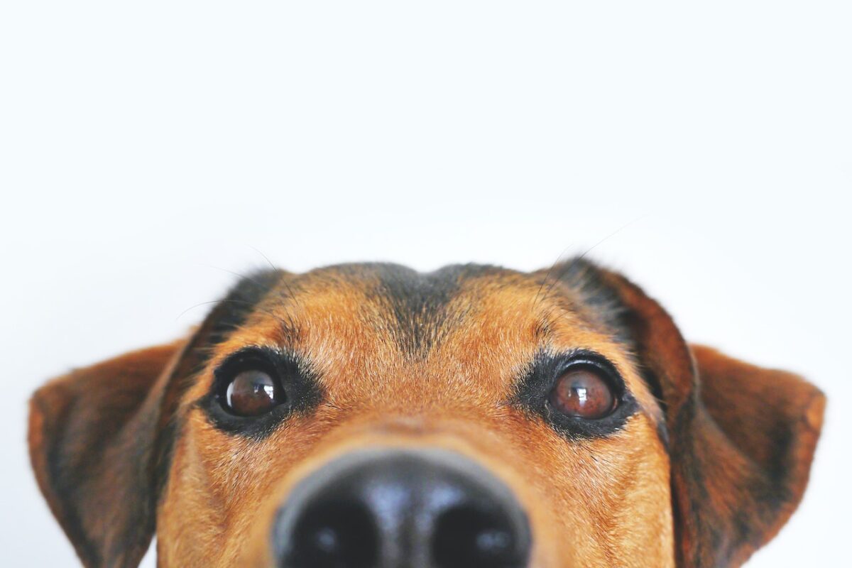 Hond blij