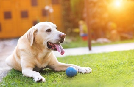 Labrador