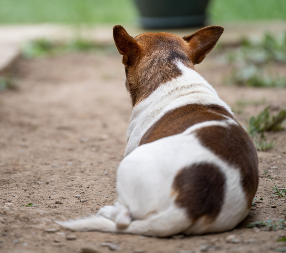 Anaalklieren hond