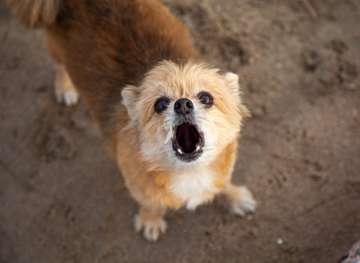 Blaffende hond