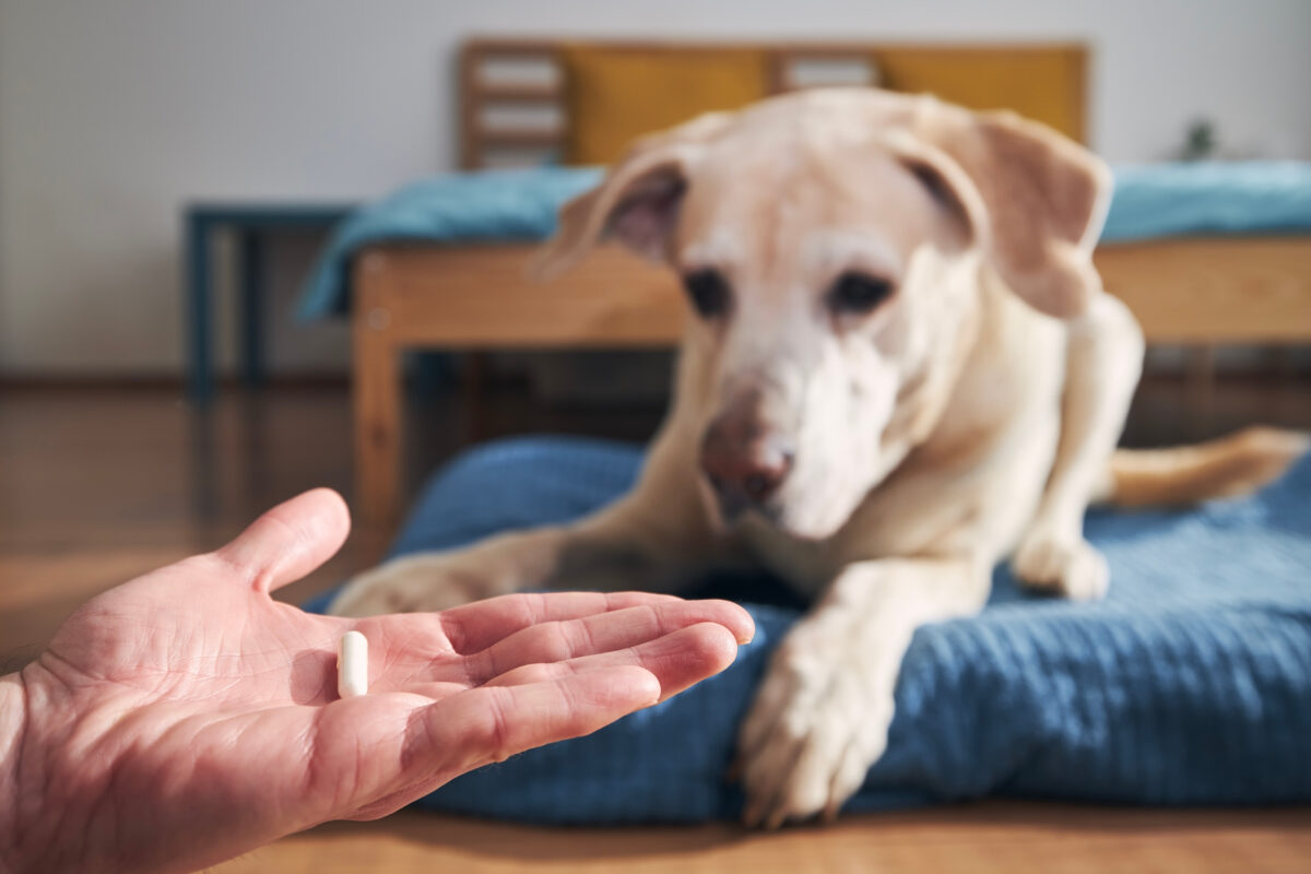 Capsules toedienen hond