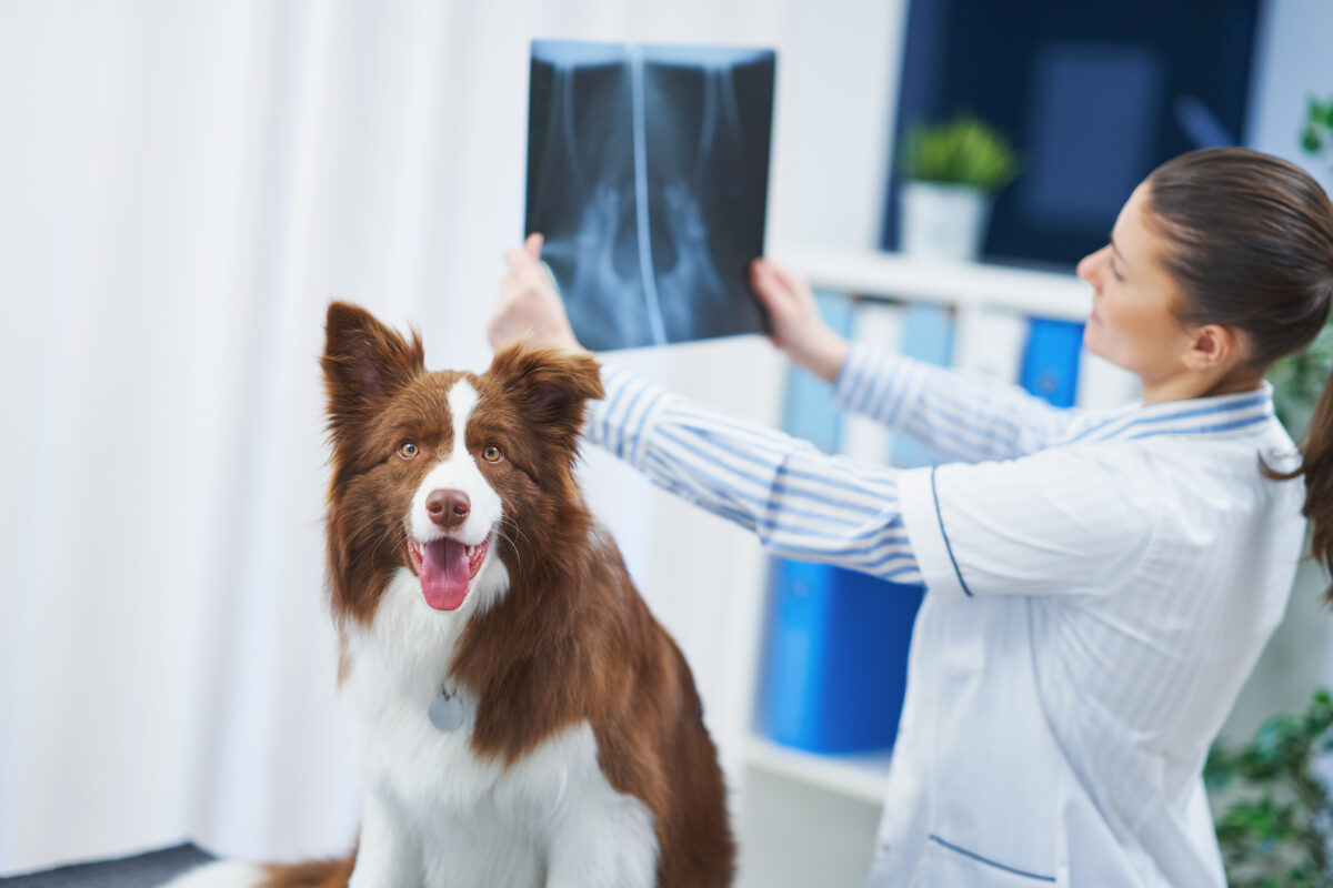 Spondylose hond