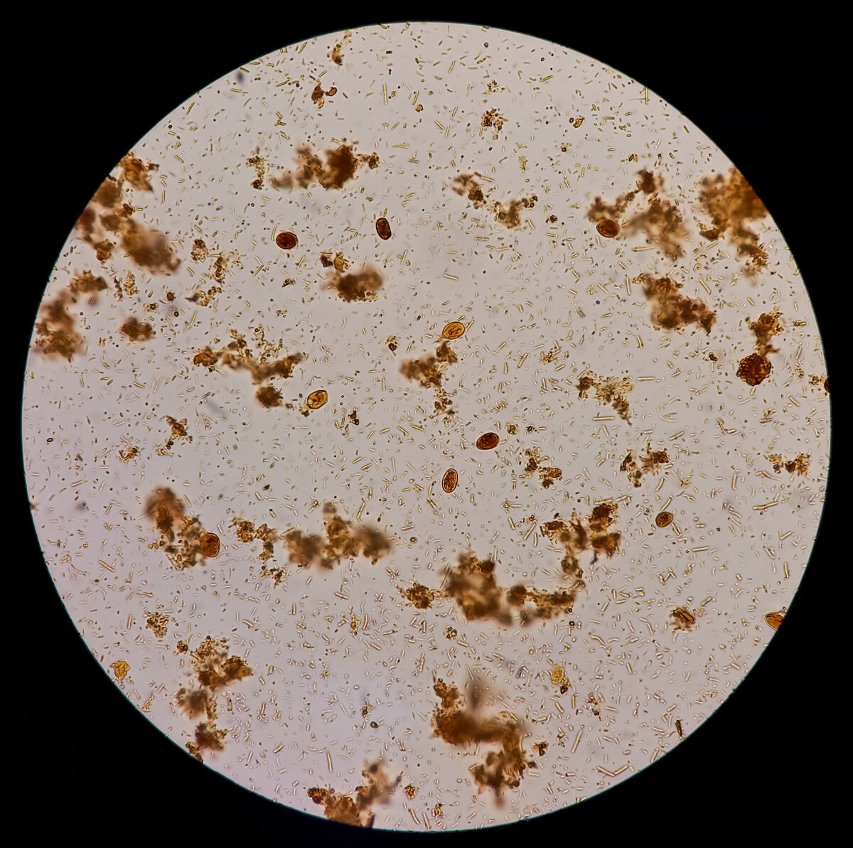 Giardia hond