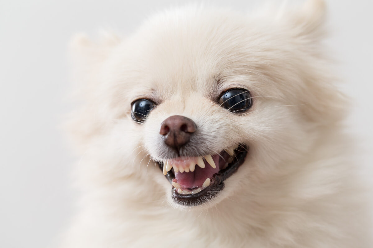 Hond agressief