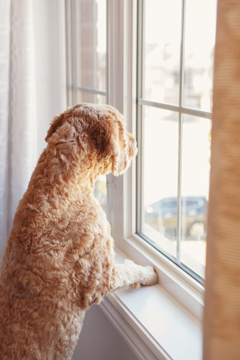 Hoe lang kan een hond alleen zijn