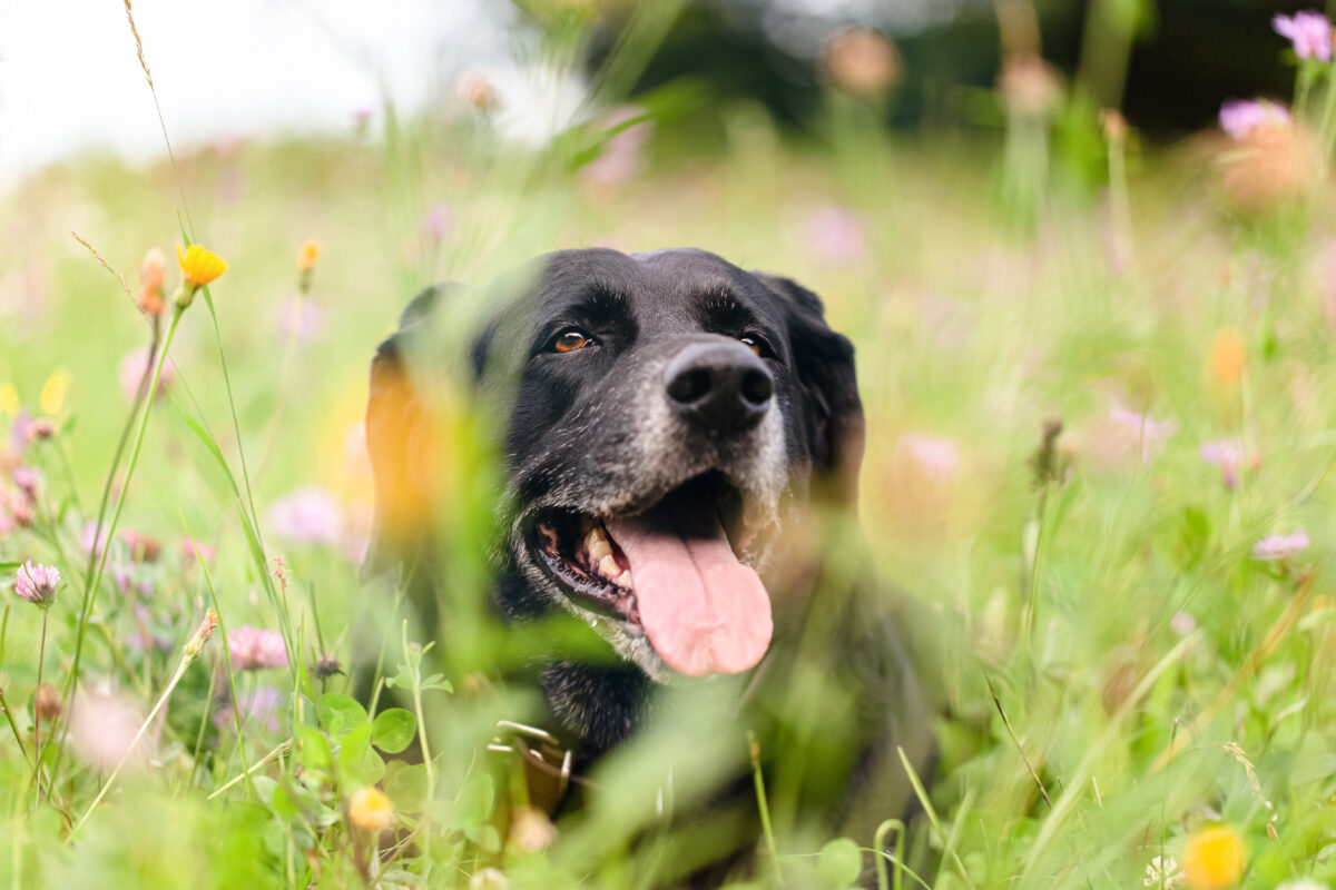 Atopie hond