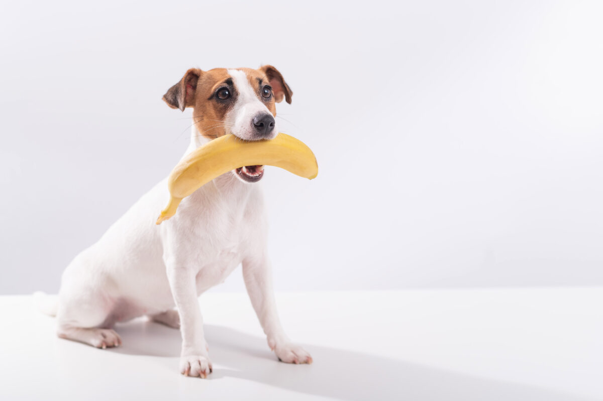 Mag een hond banaan