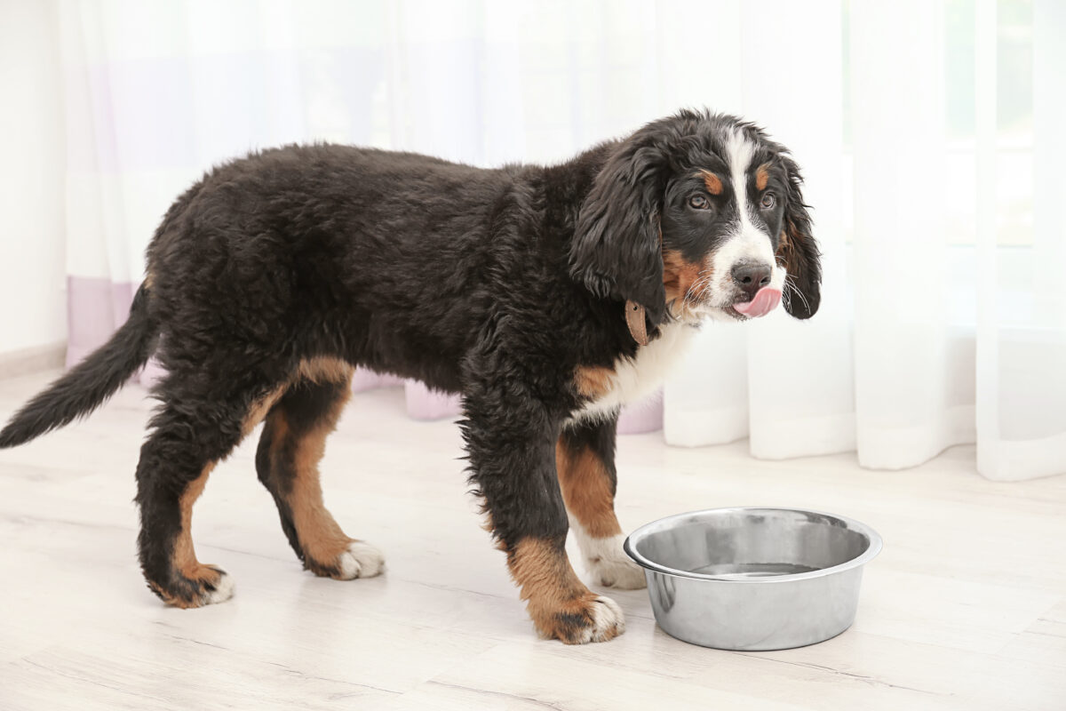 Voldoende drinken hond