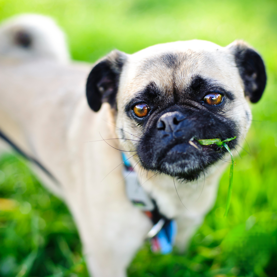 Hond eet gras