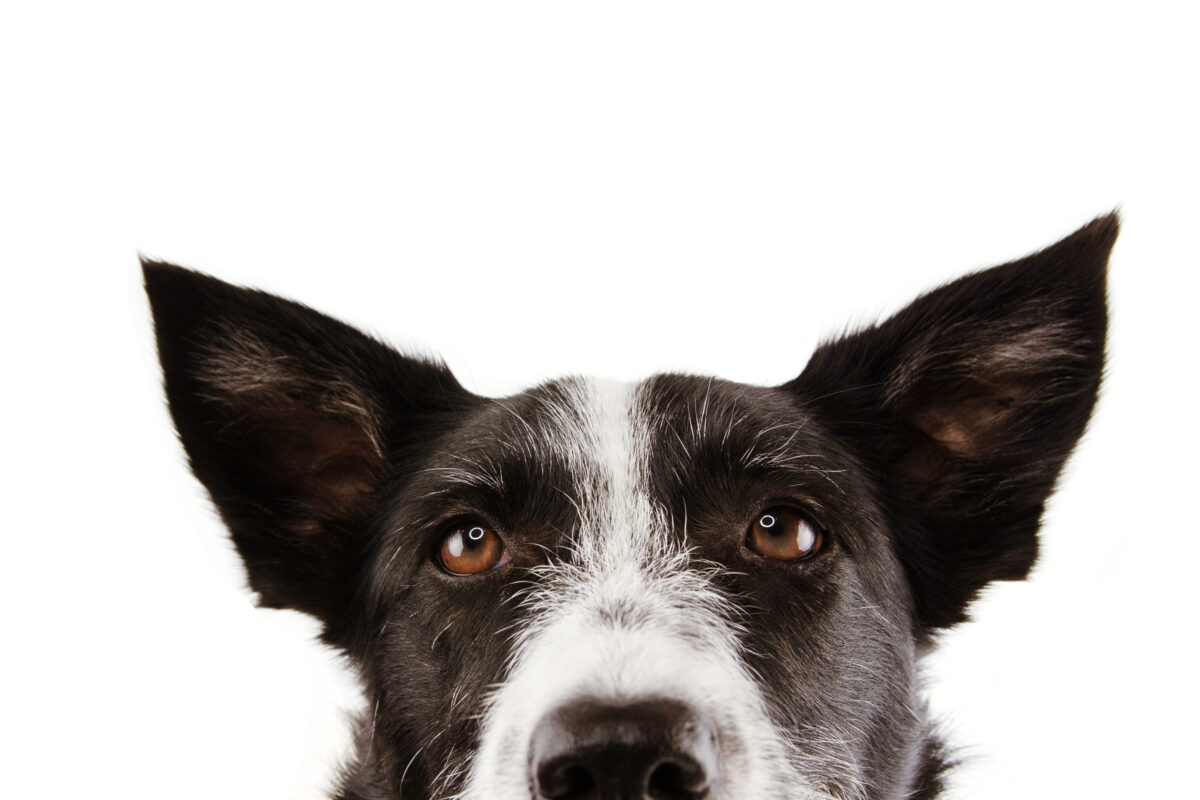 Oormijt hond