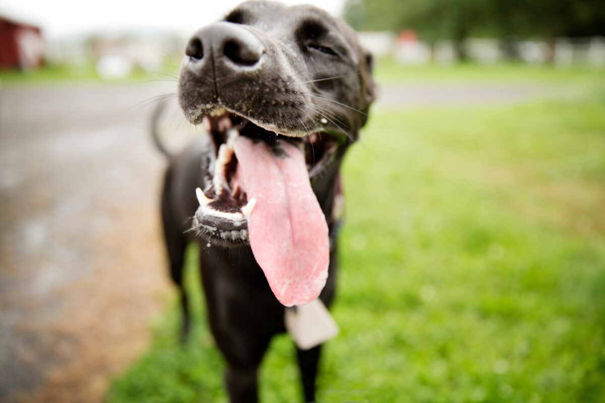 Hond hijgt