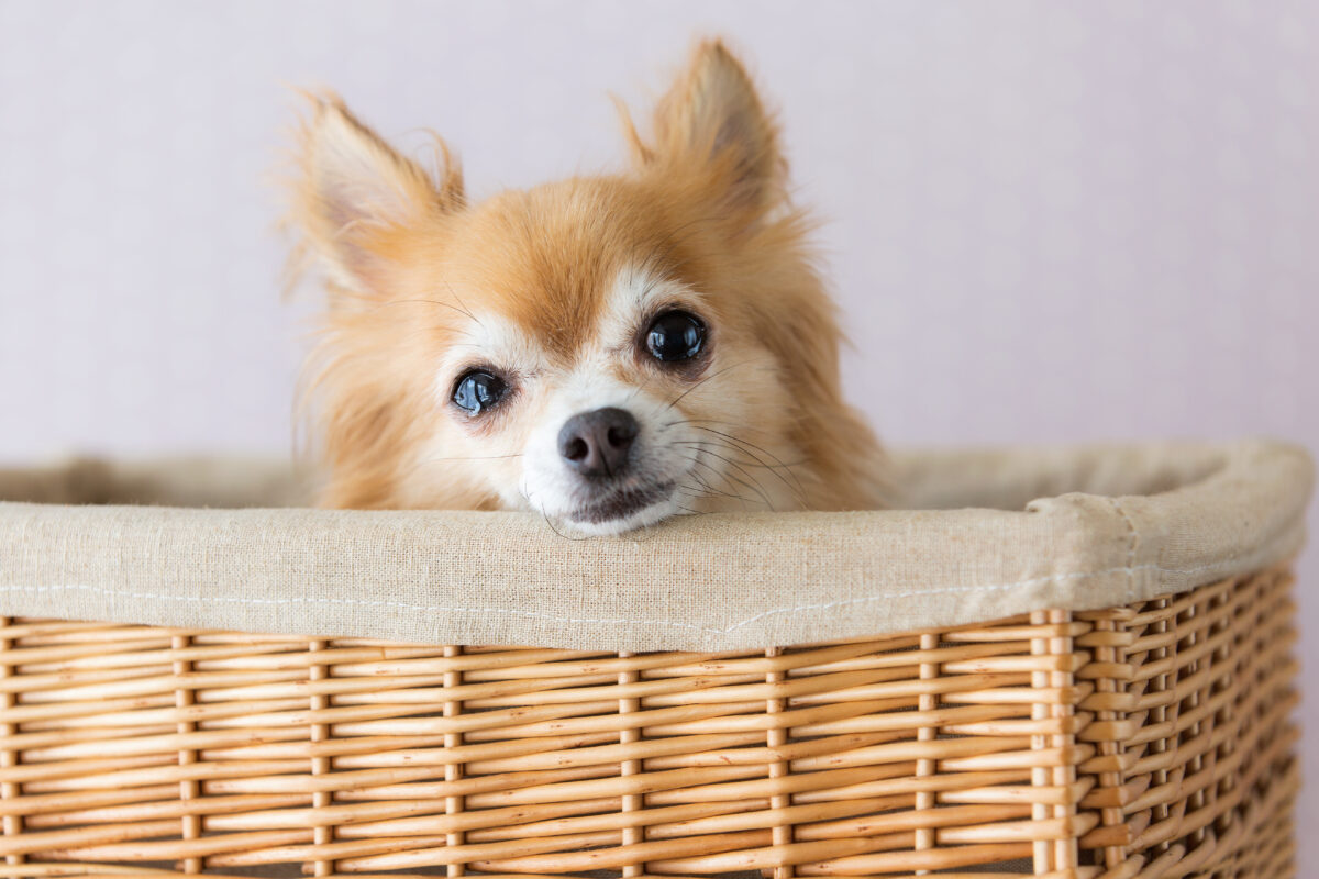 Hond verkouden