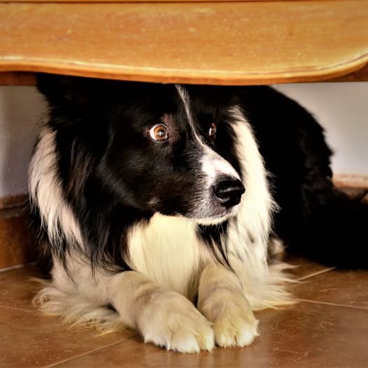 Hond bang vuurwerk