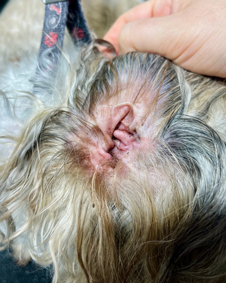 Hond oormijt