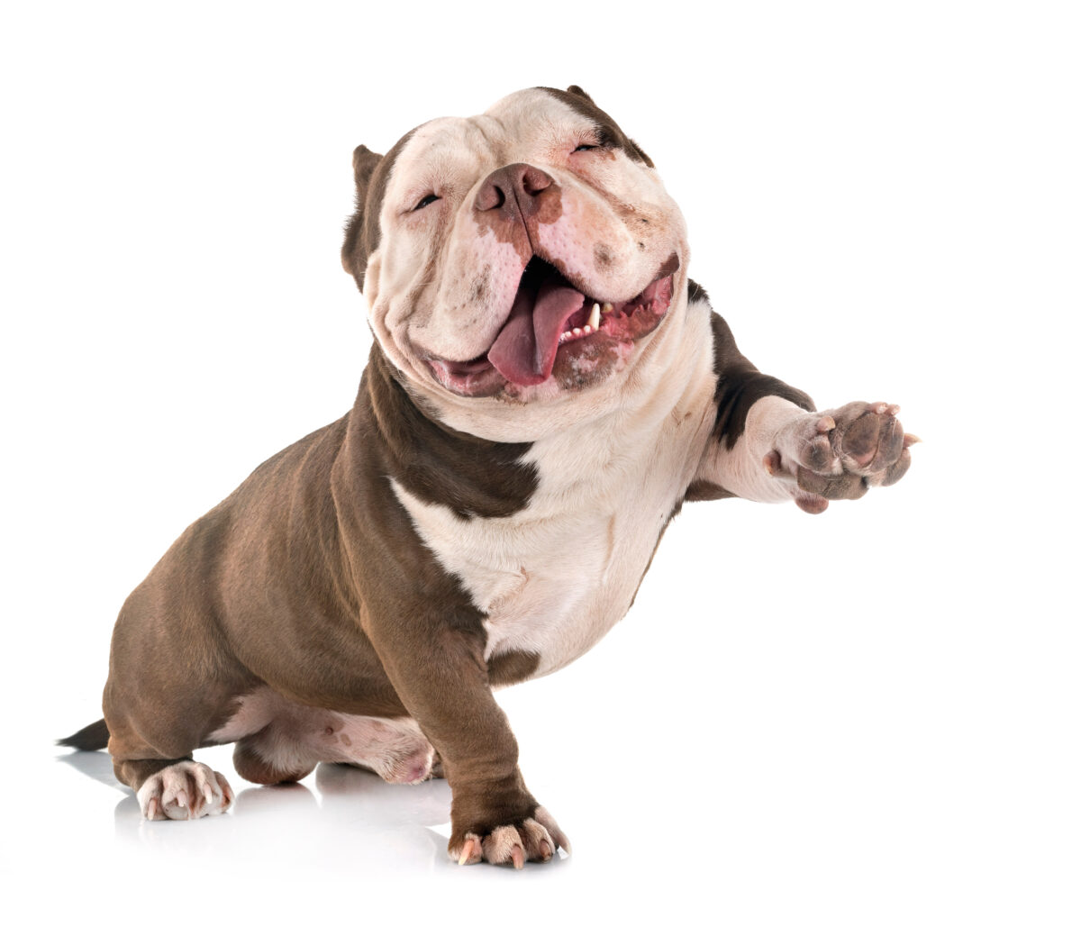 Oormijt hond
