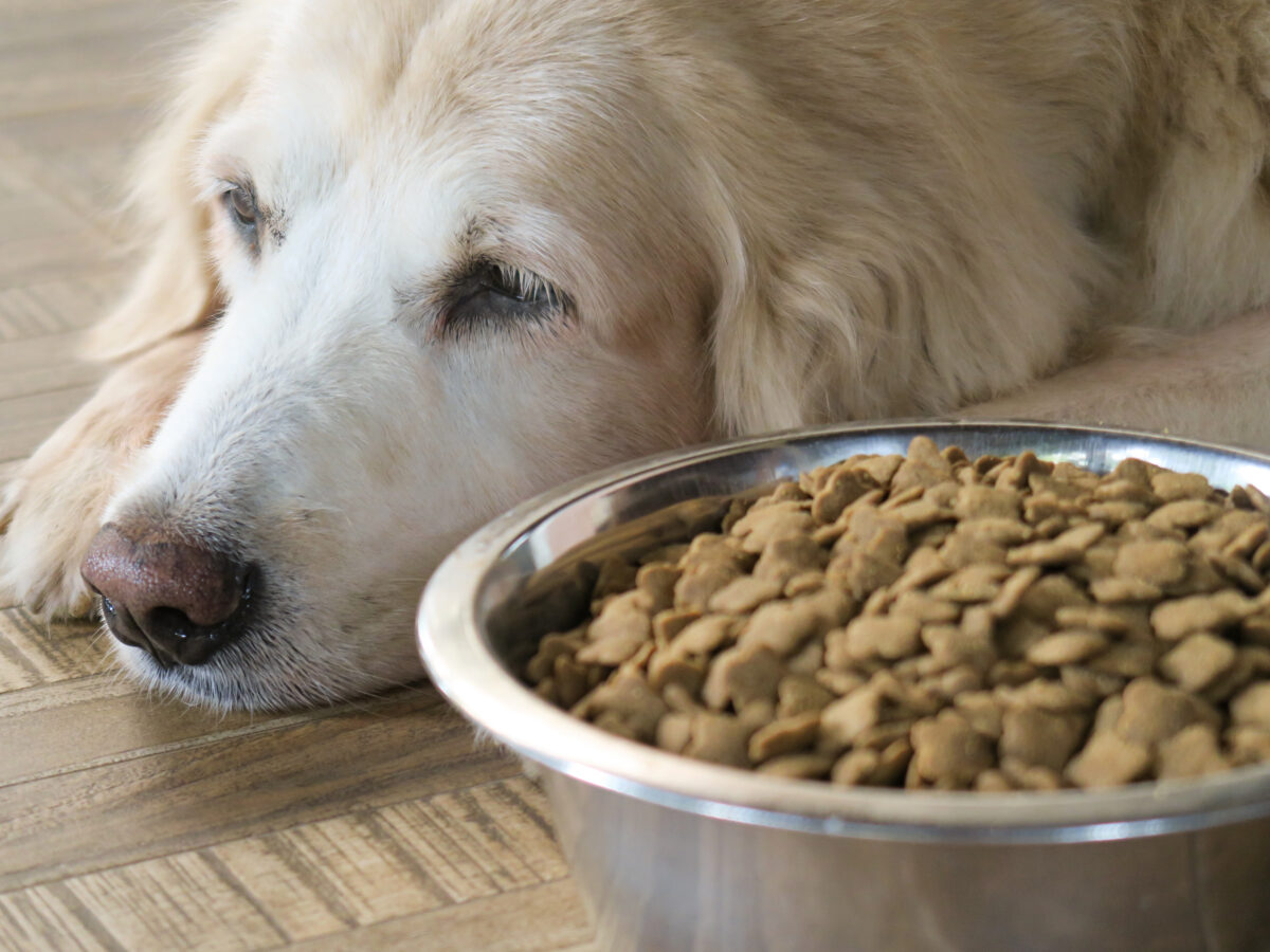 hond wil niet eten