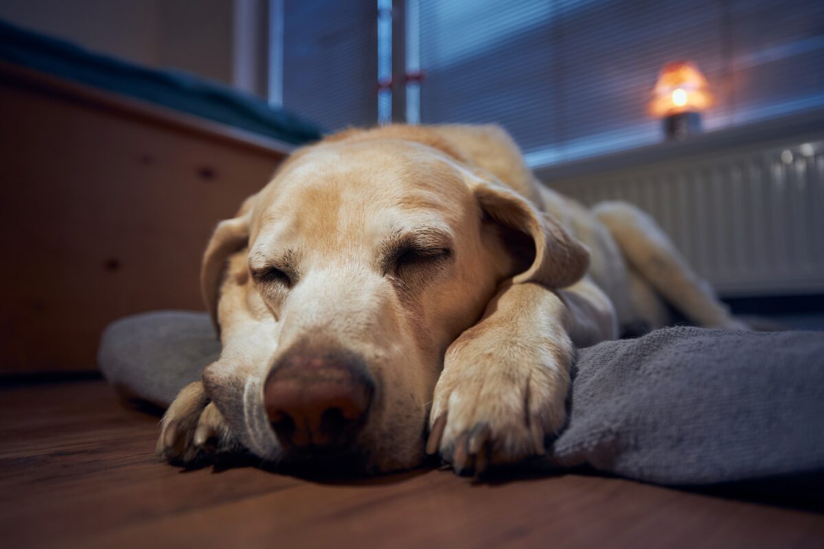 Hond wil niet lopen