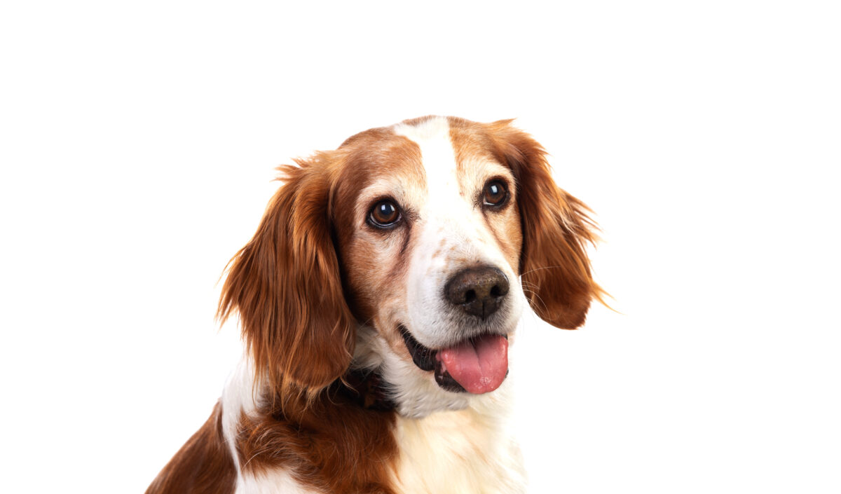 Hond blij