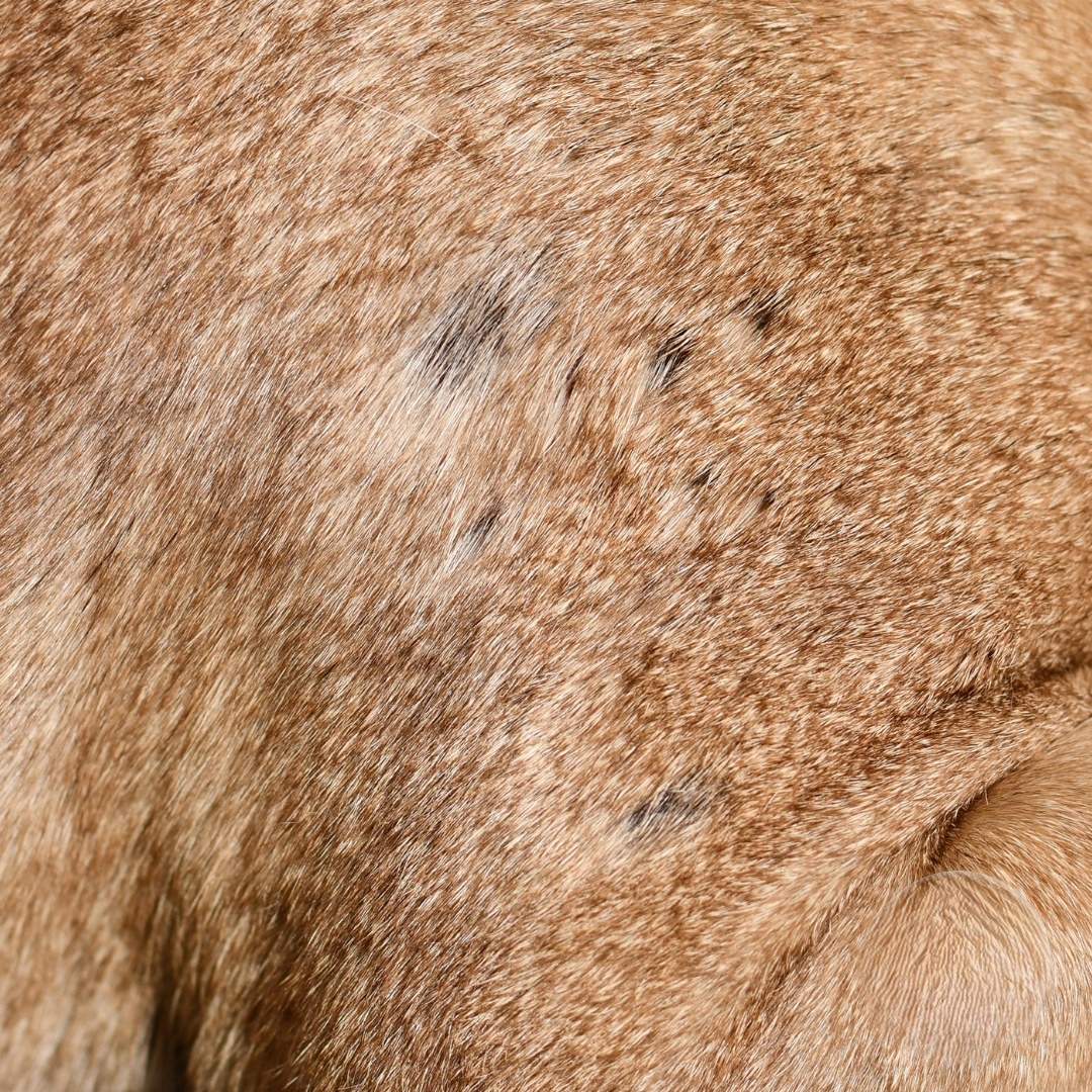Hotspot hond