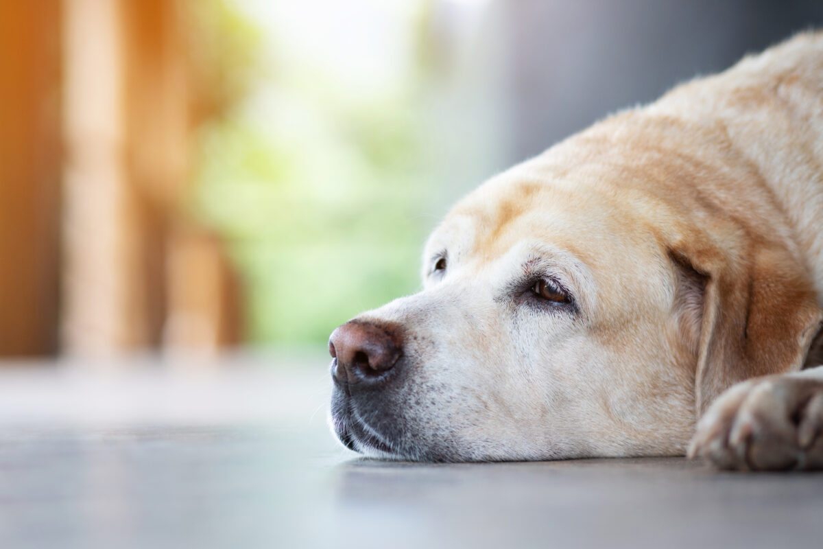 Hond depressief