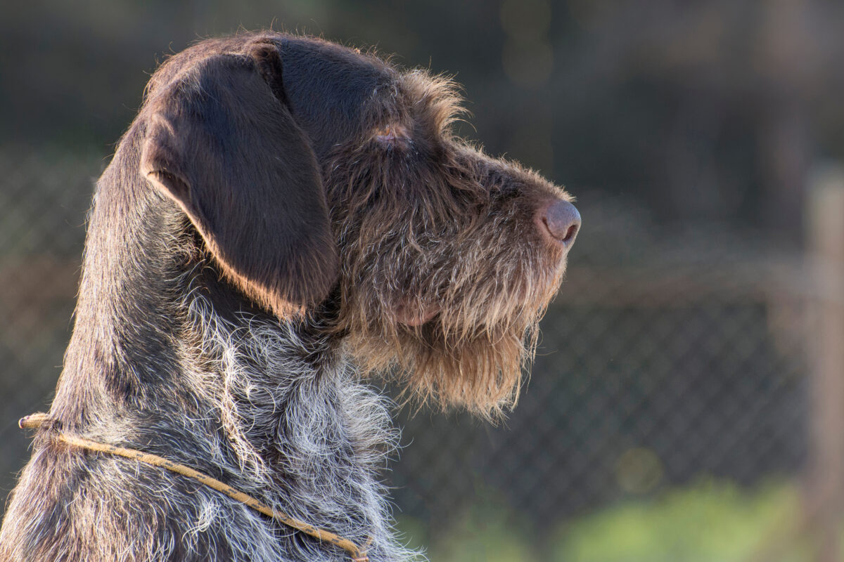 8 tips voor je oude hond