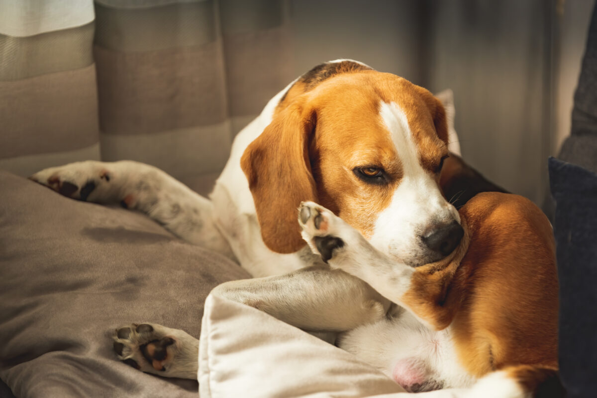 Huidproblemen hond