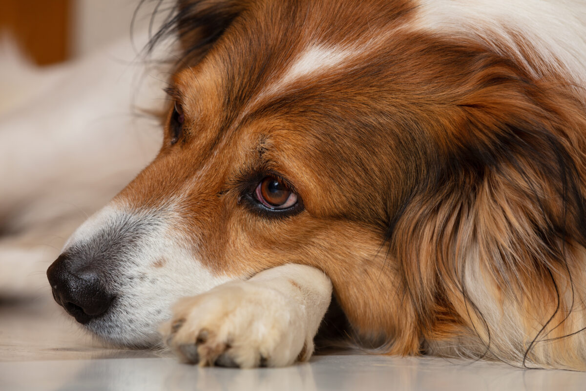 Rode ogen hond