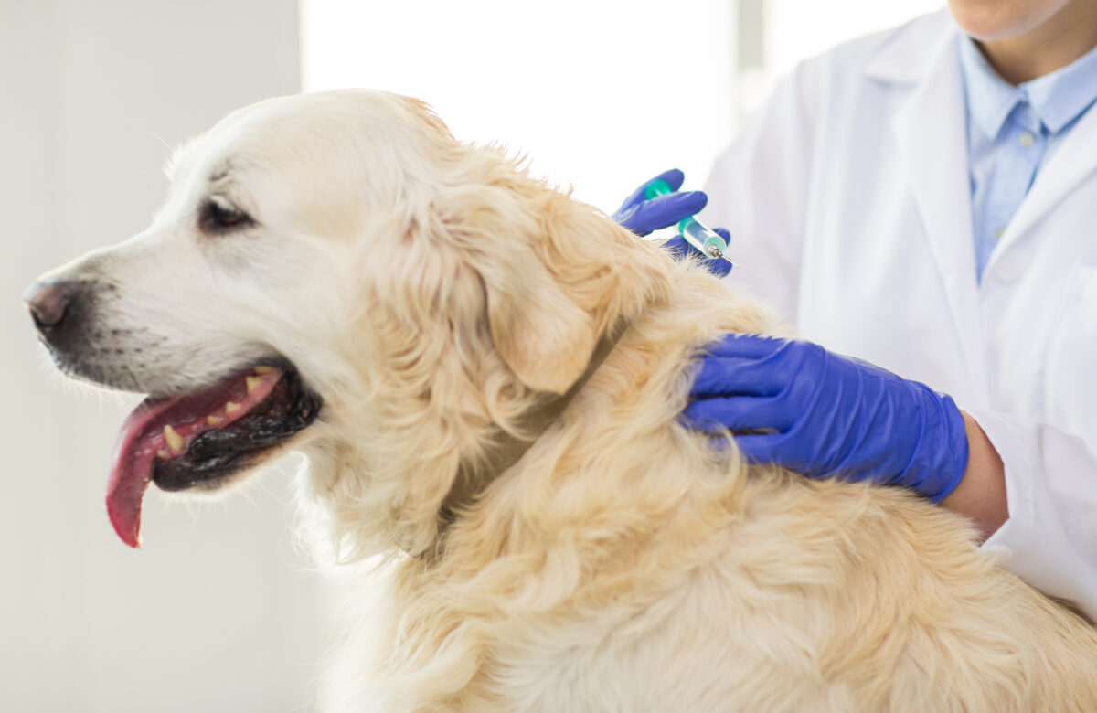Vaccinatie hond