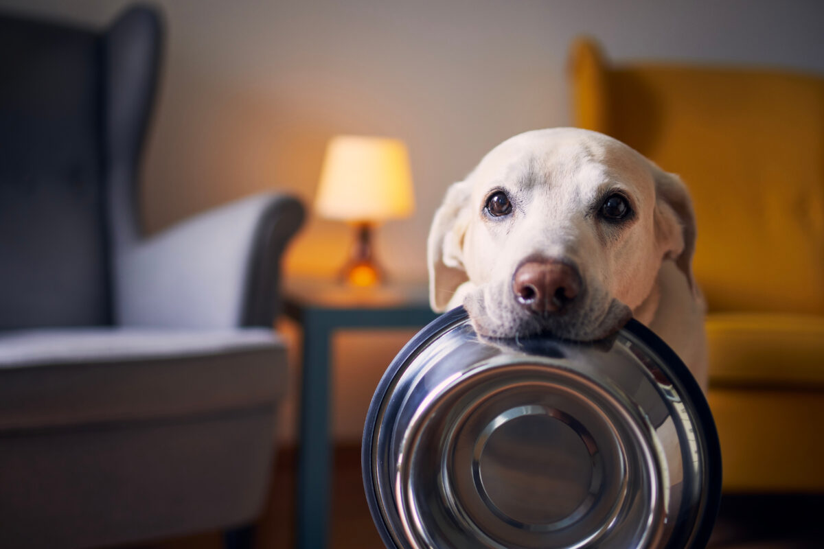 Voeding hond