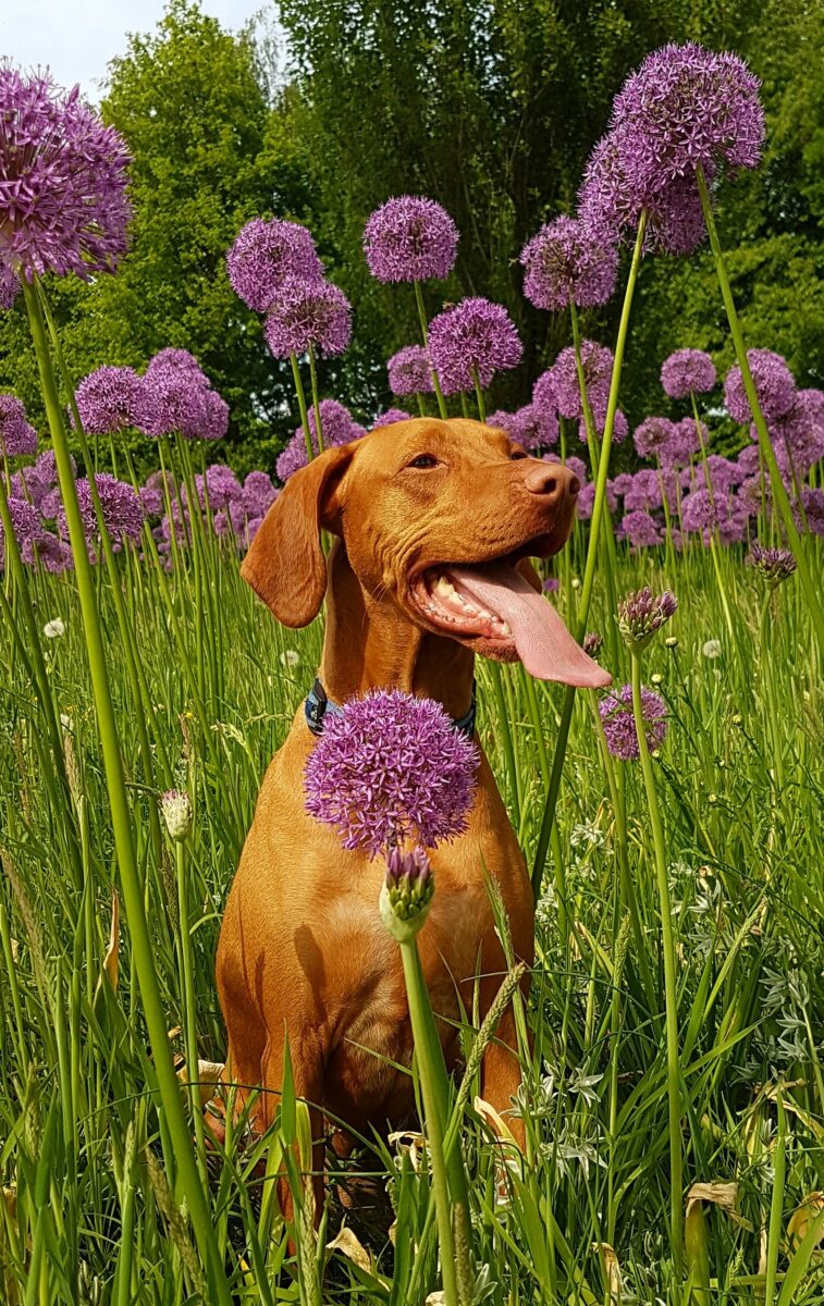 Allergie hond